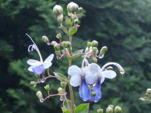 紫蝶花