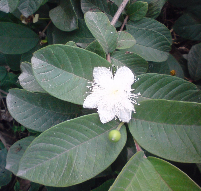 芭樂花