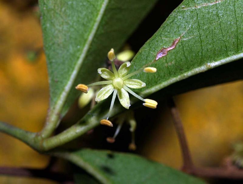 domainaaavodcom高清图片