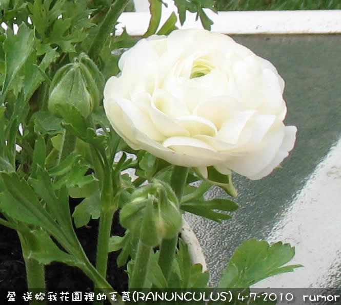 陸蓮花