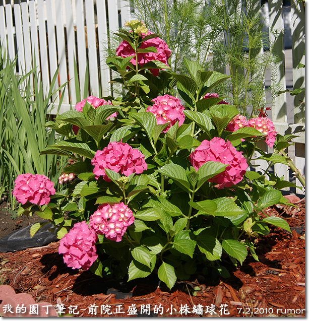 我家的绣球花只长叶,不开花。怎么办啊?-绣球