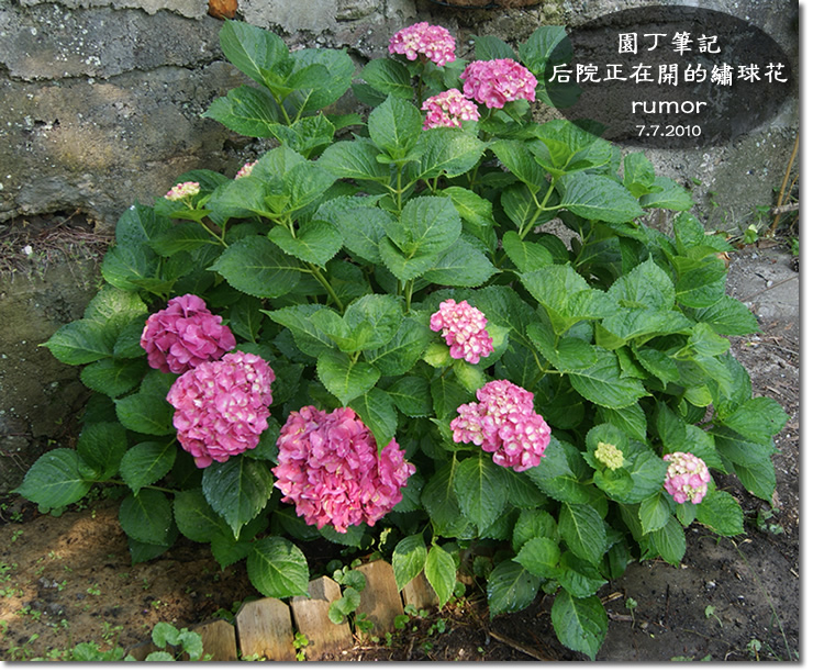 用托物言志写一段话50到100字