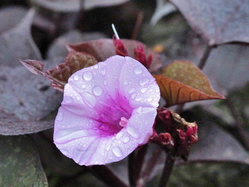 紫色地瓜花