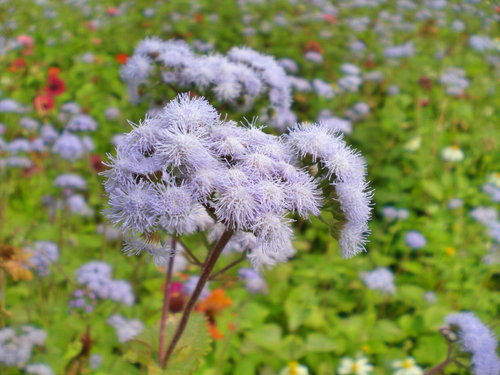 紫花藿香薊