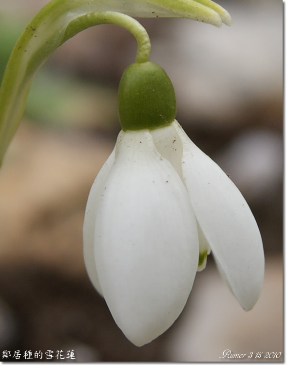 雪花蓮