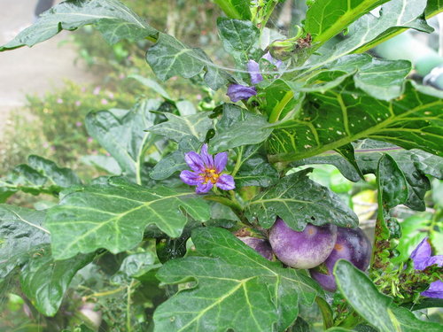 紫光茄