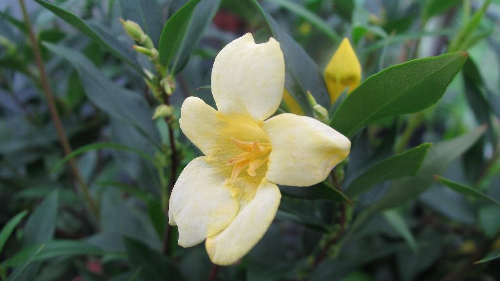 法国香水花又名卡罗莱纳茉莉(马钱科)