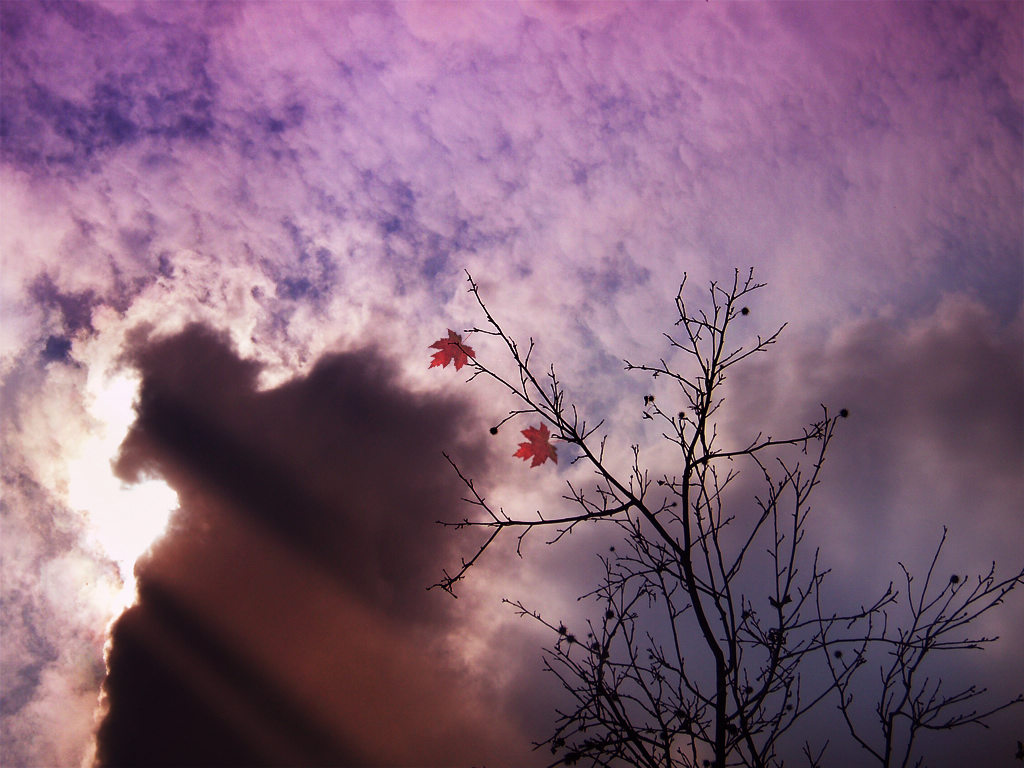 三寸天堂 - 日志 - little - Yes98即时影音服务网聊