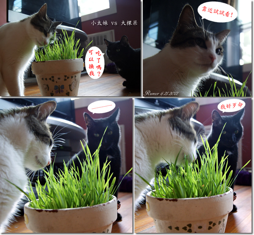 <em>小太妹</em> <em>vs</em> 大棵呆 吃猫草霸凌记 - 我的宝贝 - 相