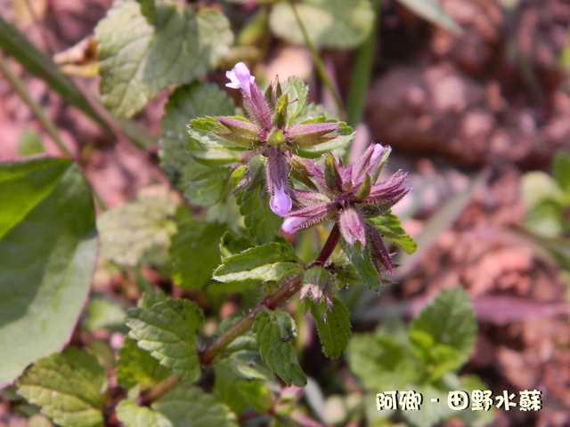 田野水苏 - 日志 - 阿卿 - Yes98即时影音服务网