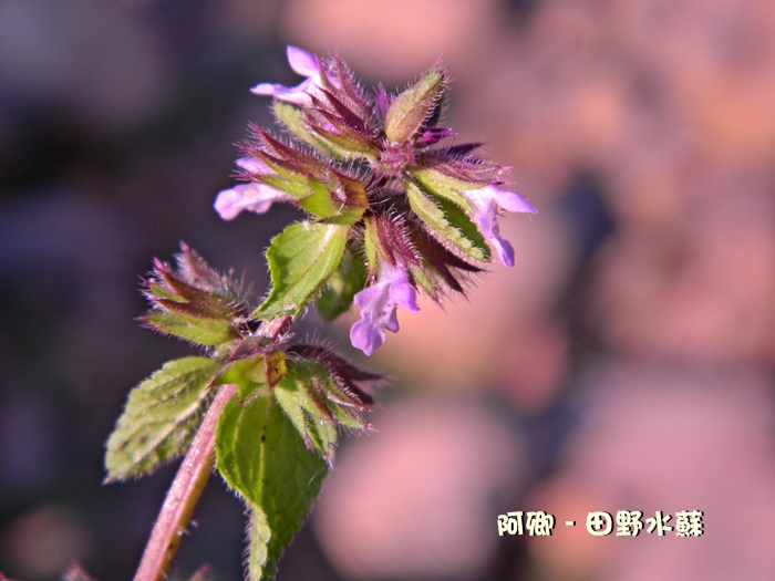 田野水苏 - 日志 - 阿卿 - Yes98即时影音服务网