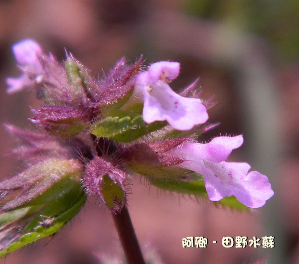 田野水苏 - 日志 - 阿卿 - Yes98即时影音服务网