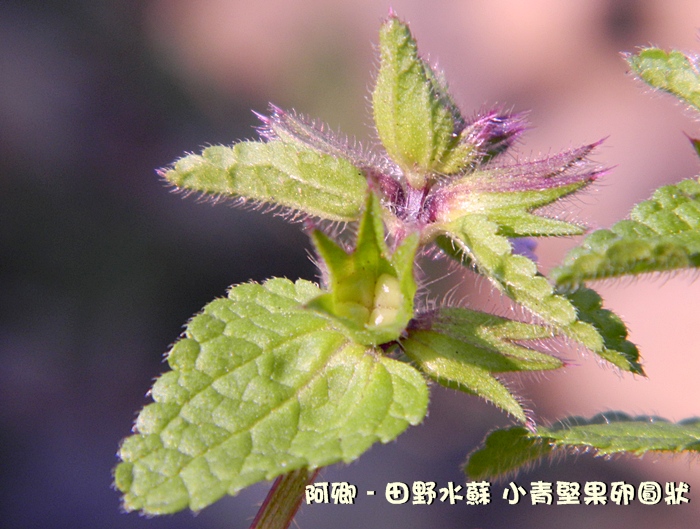 田野水苏 - 日志 - 阿卿 - Yes98即时影音服务网