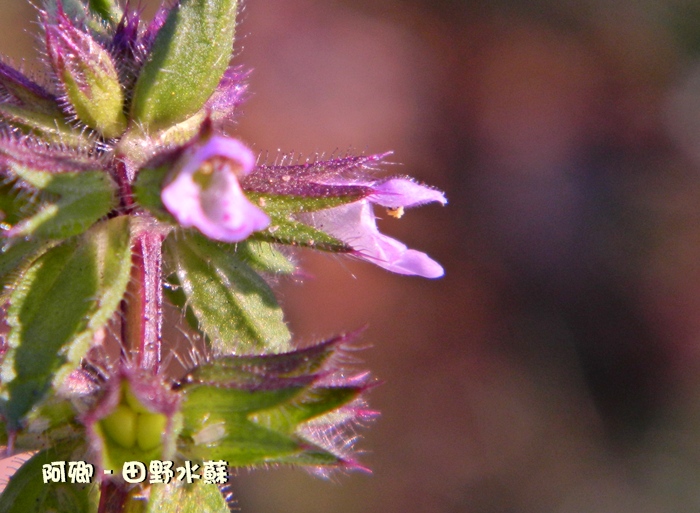 田野水苏 - 日志 - 阿卿 - Yes98即时影音服务网