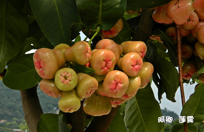 莲雾-桃金娘科\/效用:树皮:煎汁治鹅口疮;根:外用