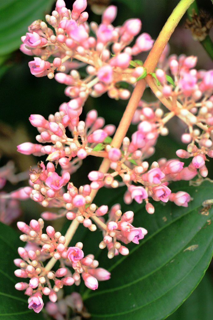 花草集~宝莲花 - 日志 - mmchou52619 - Yes98即时影音服务网聊天室 Home