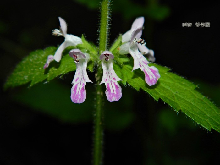 茎:袪风热,利湿,活血散瘀。治黄疸,小便淋痛,风