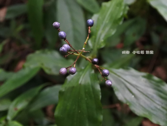 小杜若.鸭跖草科.根茎:补肾。治腰痛,跌打损伤;