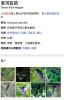 美麗的台灣藍鵲