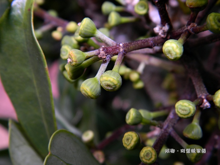 斑叶鹅掌藤.五加科 - 树 - 相册 - 阿卿 - Yes98影