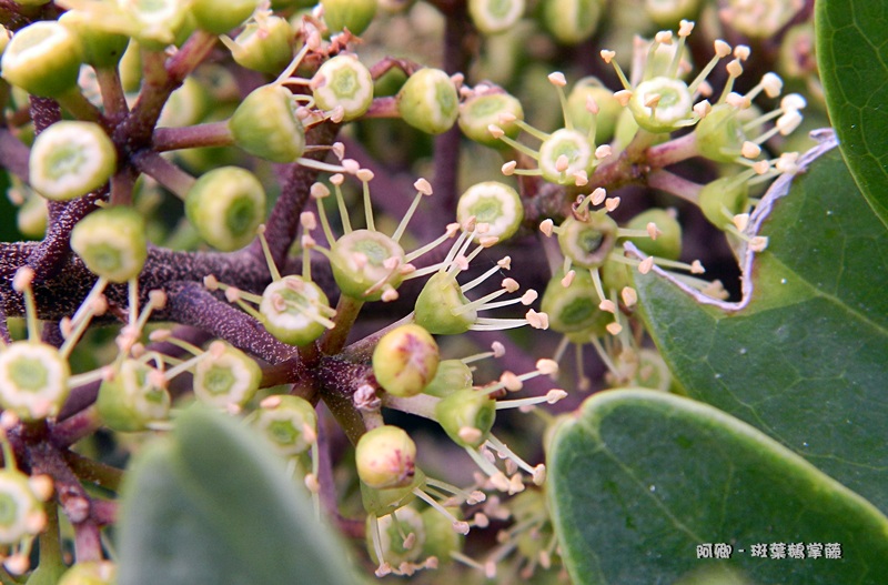 斑叶鹅掌藤.五加科 - 树 - 相册 - 阿卿 - Yes98影