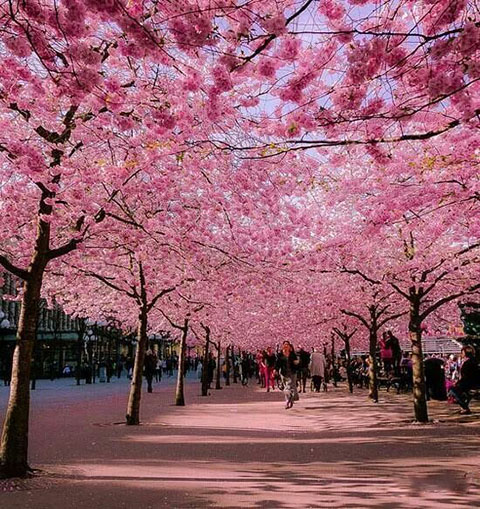 世界最美的櫻花  在德國
