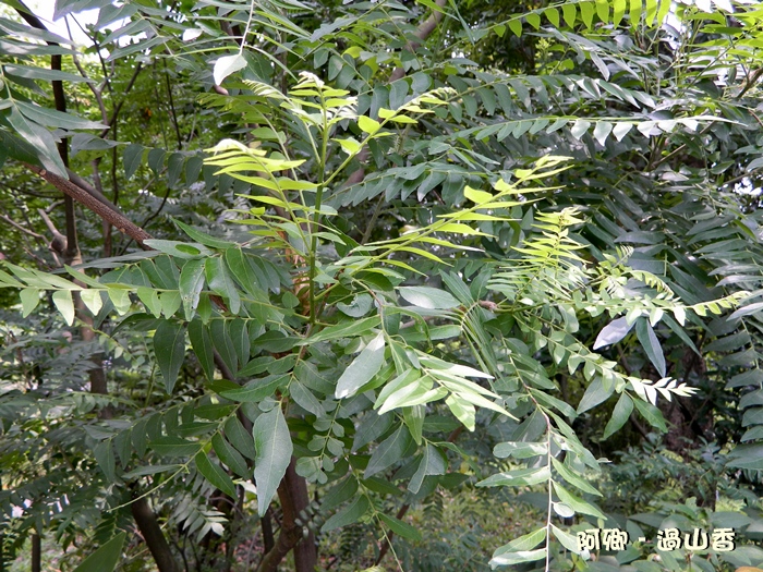 过山香.芸香科.根治风湿症、腹痛。茎叶治感冒、风湿关节痛.被视 - 大溪~花园 - 相册 - 阿卿 - Yes98影音聊天室服务网 Home