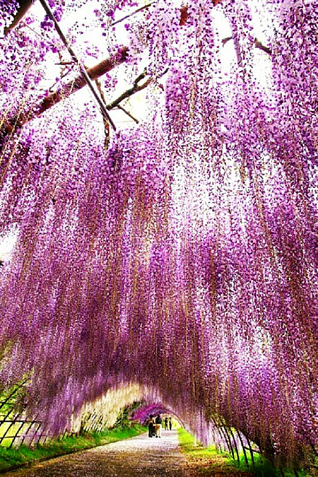 日本的紫藤花
