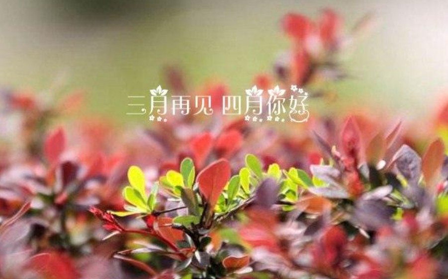 花開正好