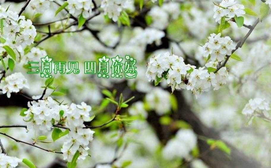 清明將至